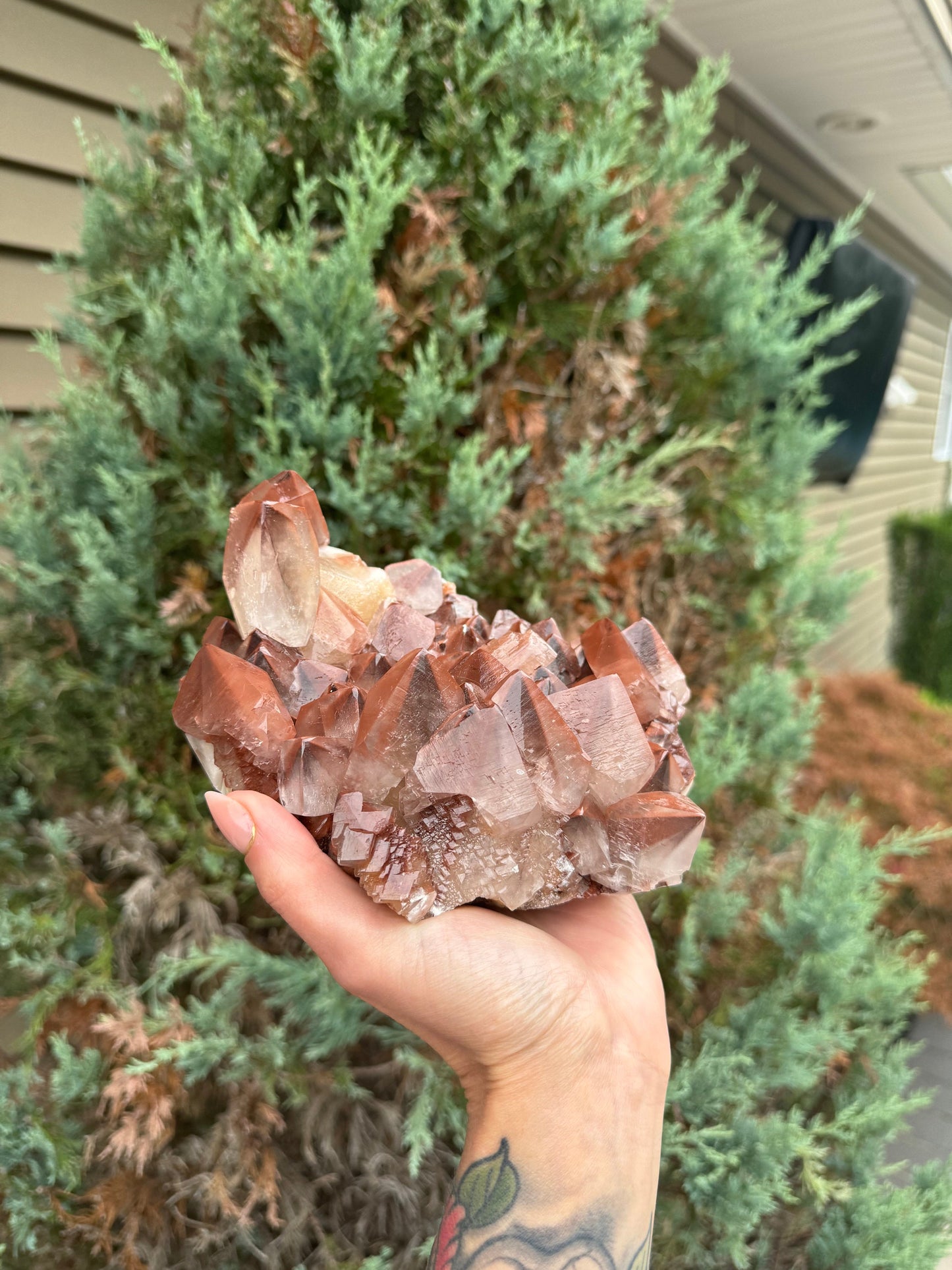 XL "Chocolate" Dogtooth Calcite Specimen